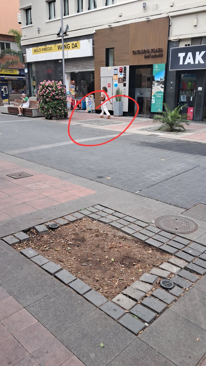 Otra palmera menos en C/Luis Morote, junto al Parque Santa Catalina.

Esperemos que @jardinesLPGC replante y no haga como hacía 'InmaTalada' @Imedinamonte (adoquinarlas, como se ve en los dos alcorques de enfrente) ¿Verdad @gemmartinezsol?

#MenosCemento
#MásÁrbolesUrbanos