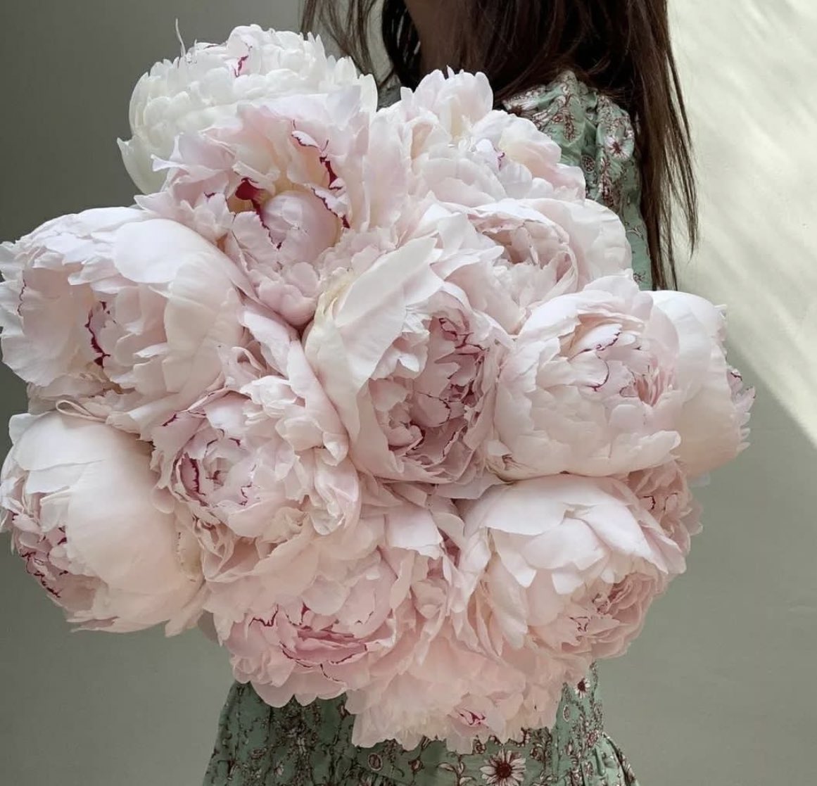 flos______'s tweet image. زیبایی گل پیونی اغوا کنندست