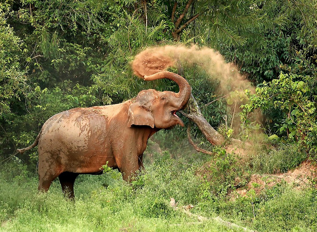 Dust bath is an important part of daily chores of the elephants 🐘 as they plaster the dust to get rid of ticks and protect sensitive skin from harsh sun like sunscreen. 
@ntca_india 
@rameshpandeyifs 
@moefcc 
@NGTIndia 
@AnimalPlanet