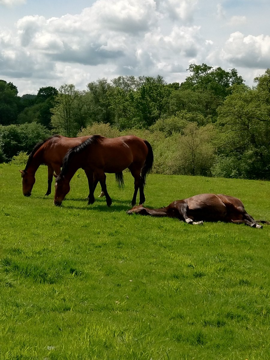 I do love to see the horses resting but I feel better when I see them move an ear or a leg .🤣🐴🤣