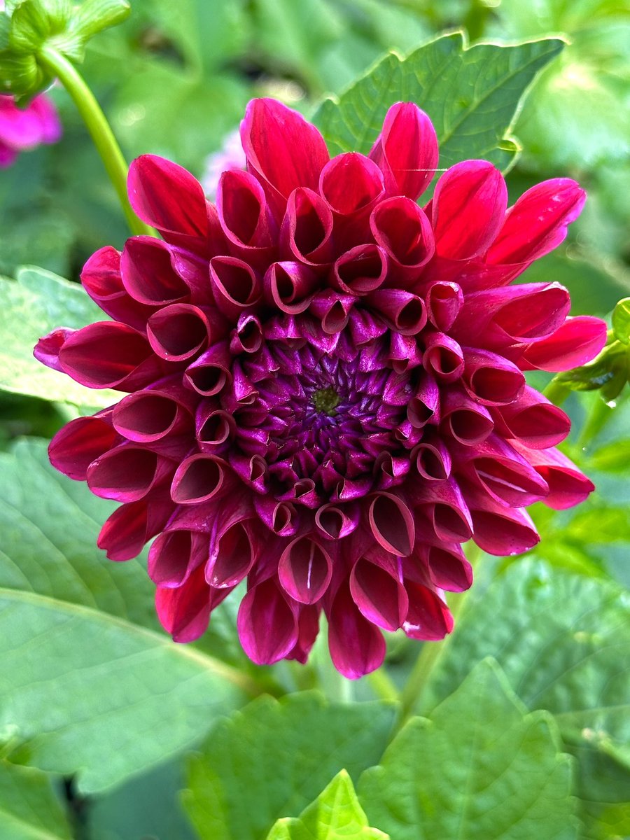 Your Friday Dahlia