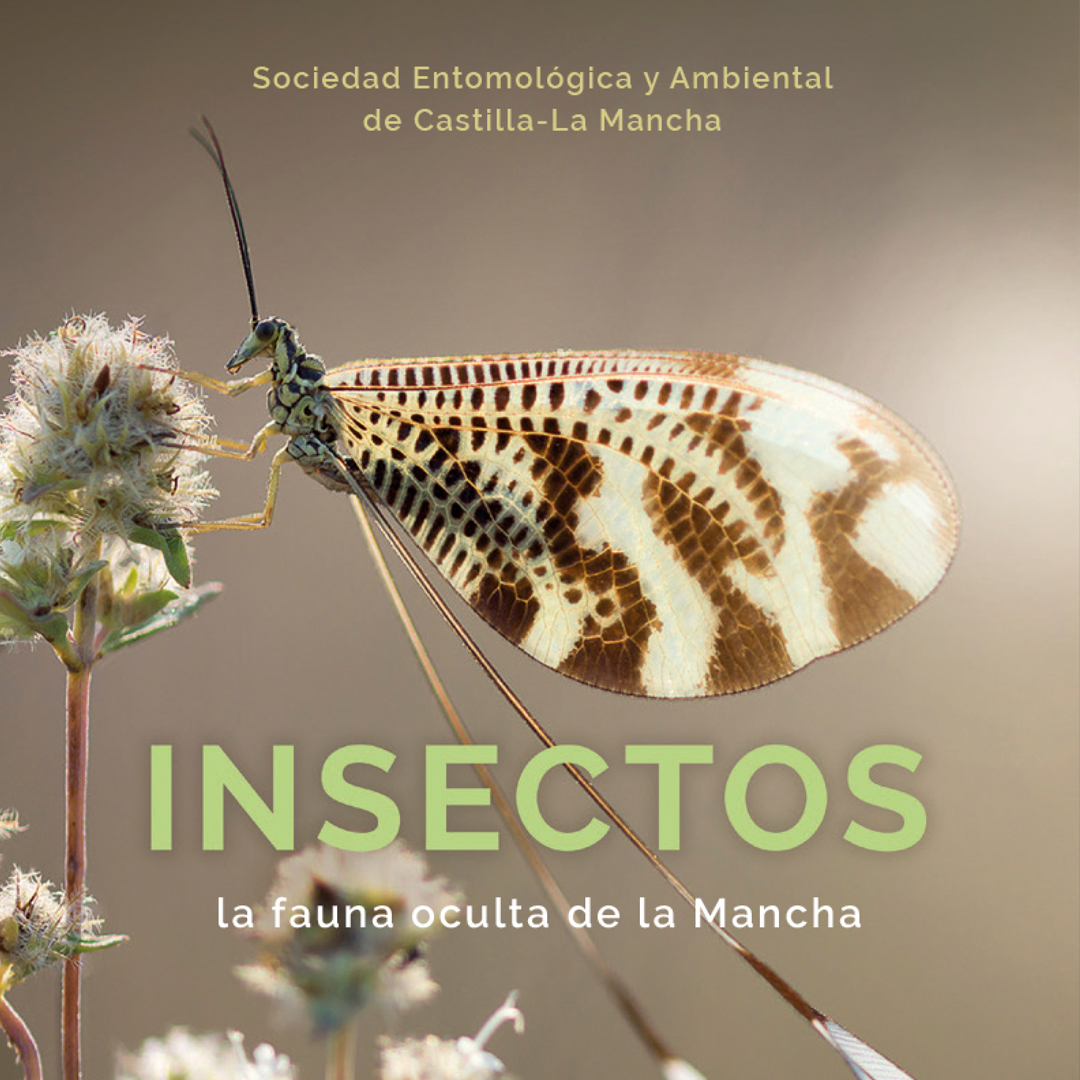 🦟Los insectos son parte fundamental de los ecosistemas. ¿Quieres saber cómo contribuyen a conservar nuestra biodiversidad? 📗Descúbrelo en ‘Insectos, la fauna oculta de La Mancha’, libro de SEACAM y @DSostenibleCLM. Pincha en la pestaña 'Publicaciones': areasprotegidas.castillalamancha.es/descargas