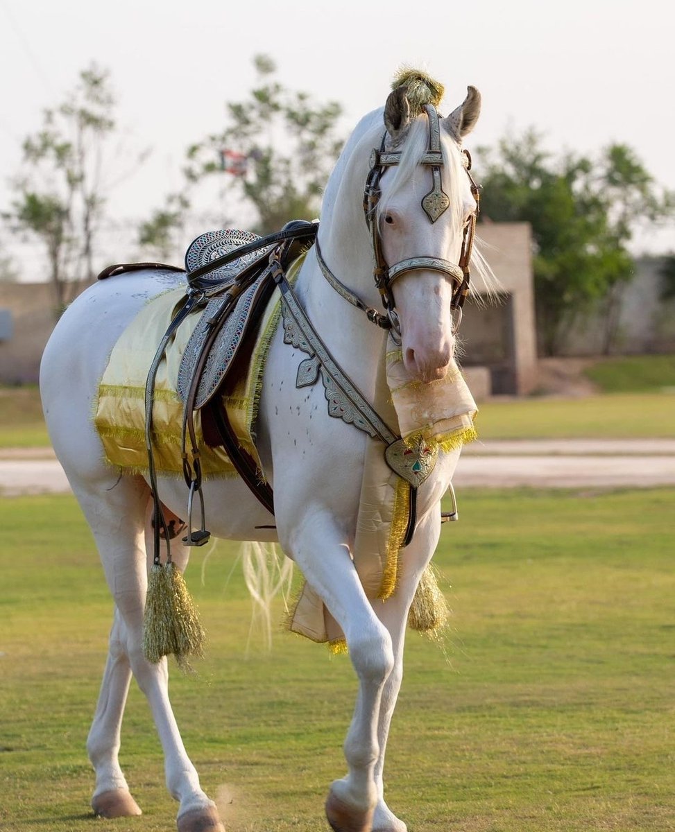 Pakistani beautiful horses.
#tentpegging #team #HorseRacing #HorseRacingTips #horsepower #horseriding #horselife #horsepainting #horseshoe #ilovemyhorse #horsemanship #horseracing #horsejumping