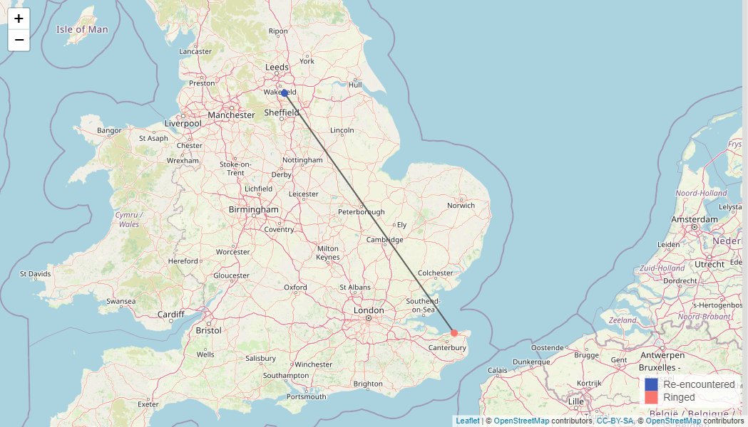 Sedge Warbler BFC9004 was recaught @Wintersett1 on 5th May 2024, it was ringed the day before in Reculver, Kent. That's a phenomenal move of 306km in less than 24hrs. The flight was powered by a loss of 1.2g of fat! @PeteSmith1254 @emilymustafa6 @StevieD131 @Fitzybirder