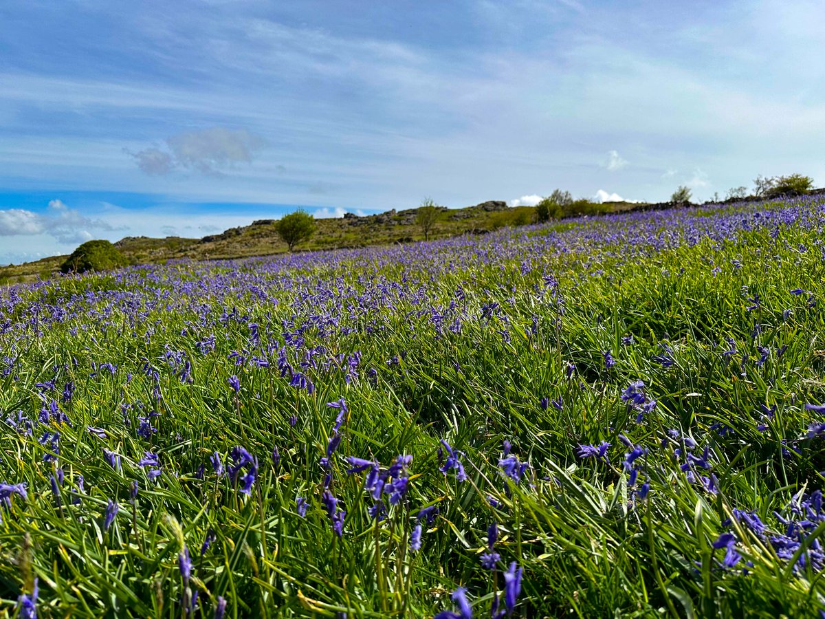 The Emsworthy bluebells are great at the moment - also quite a few Cuckoos and several Redstarts #Dartmoor