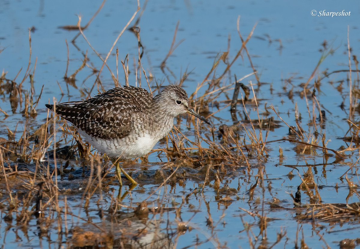 Fantastic couple of hours with the camera at Solila Special Nature Reserve whilst on holiday in Kotor, Montenegro. Wood Sandpiper
@Natures_Voice @BirdGuides #birds #birding #birdsseenin2024 #birdphotography #ThePhotoHour #wildlifephotography #Kotor #Montenegro