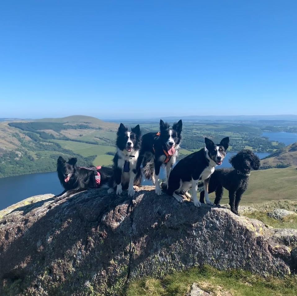 CSJ Dog Food tweet media