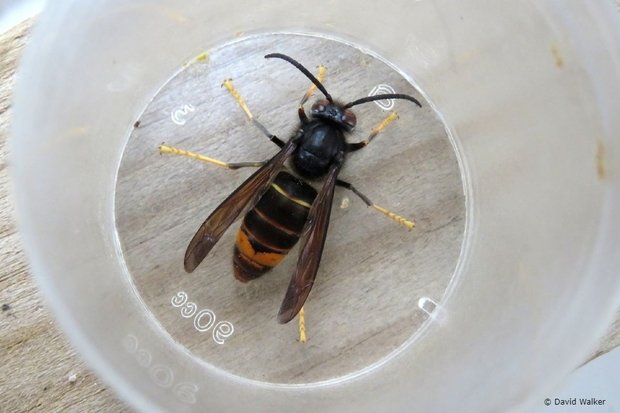 Mr BD was asked by the National Bee Unit to investigate a report of an Asian hornet in Plymouth, so he's out today, doing that  🐝

We have monitoring stations out, but we also need to hear from you if you think you see one 🐝

#BlackDogHoneyBees 🐝
#AsianHornetWatchApp
#Plymouth