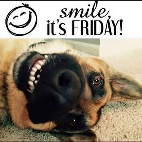 #TGIF! To all of the dedicated officers who work on weekends, nights and holidays, we appreciate all you do to keep our communities safe! Enjoy the weekend and remember to smile - Spring is here! 😁🌷🌼 #smile #dogmeme #weekendwarrior #vik9s