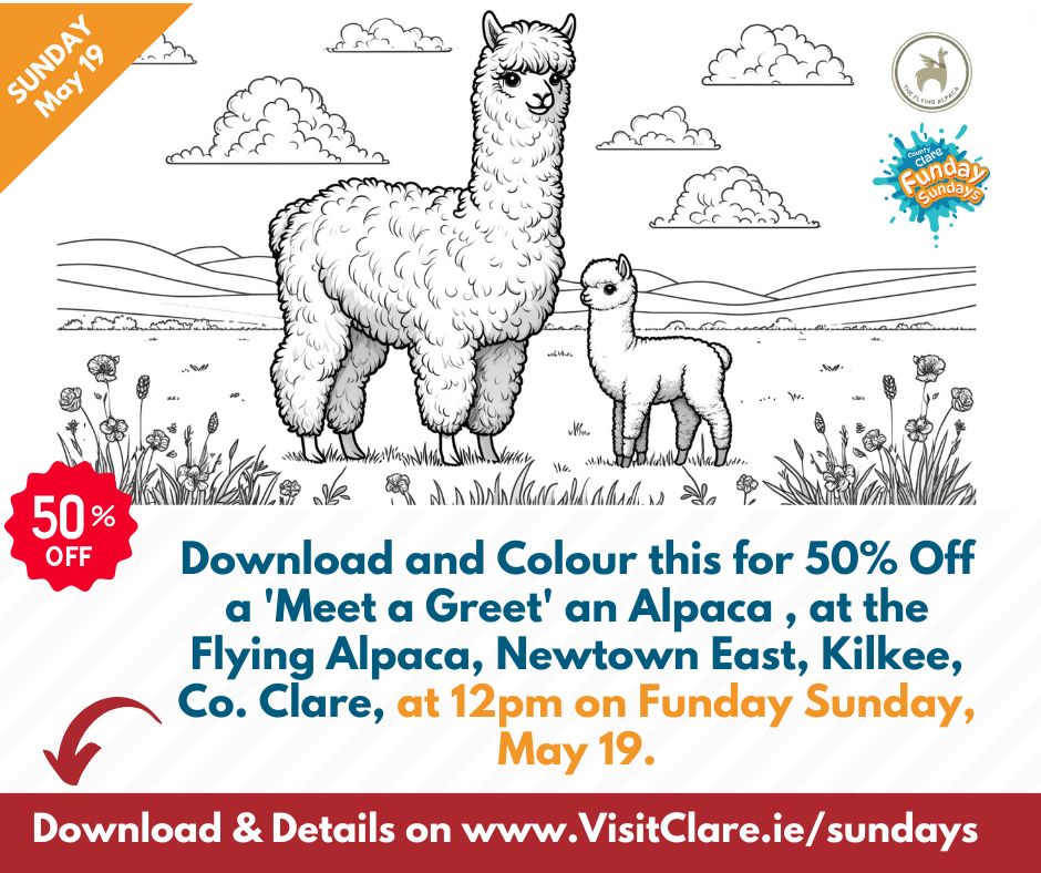 Download to colour for 50% off a 'Meet a Greet' an Alpaca 💛💙 This Sunday, 19th May at 12pm, The Flying Alpaca, Newtown East, Kilkee. For this & more visitclare.ie/sundays/
