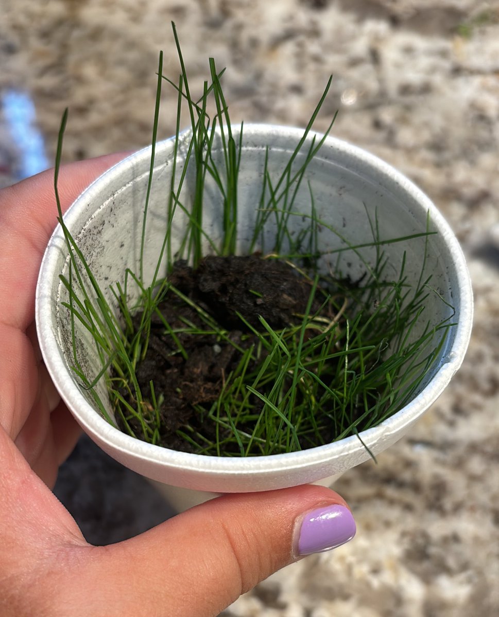 My daughter preschool gave me this cup of grass that she planted. What’s the expectation here? How long do I have to keep this alive??
