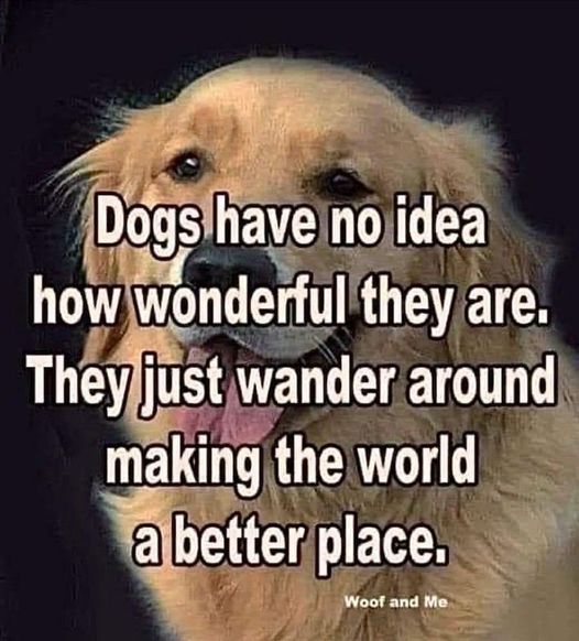 This is so true!! ❤️
Love my Labradors, Navajo & Tatanka