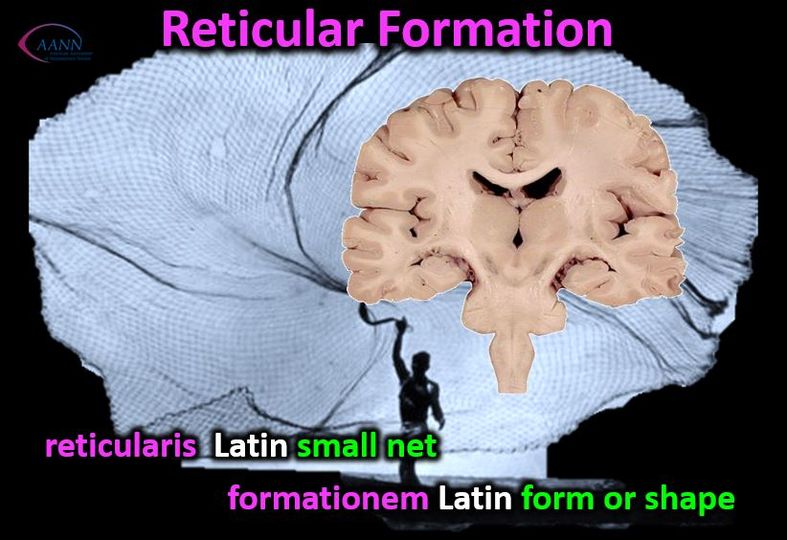 Over 100 nuclei throughout parts of the brain are captured in a net-shaped group called the net-shaped group - Reticular Formation.  @N@neuronursesaann #neuroanatomy #neuronurses #neuronerds #nursing