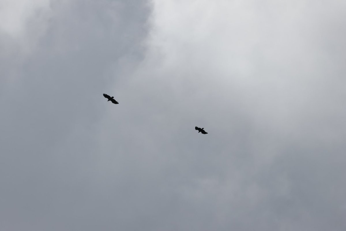 It’s nice to be sitting in the garden having lunch in the sun and see two white-tailed eagles float over the house in Wareham regularly. Very high so still specs on the camera of course! @harbourbirds