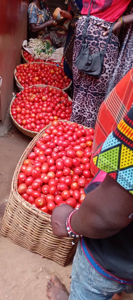 🍅 Les tomates sont à profusion en @makambaProvince: un tas qui coûtait 1.000 FBu il y a deux mois est à 500 FBu actuellement. Un panier de 80.000 FBu ne passe pas les 50.000 FBu ✅ Cause de la baisse, 'un bon climat qui a entraîné une bonne récolte', selon les vendeurs 💵 Vous
