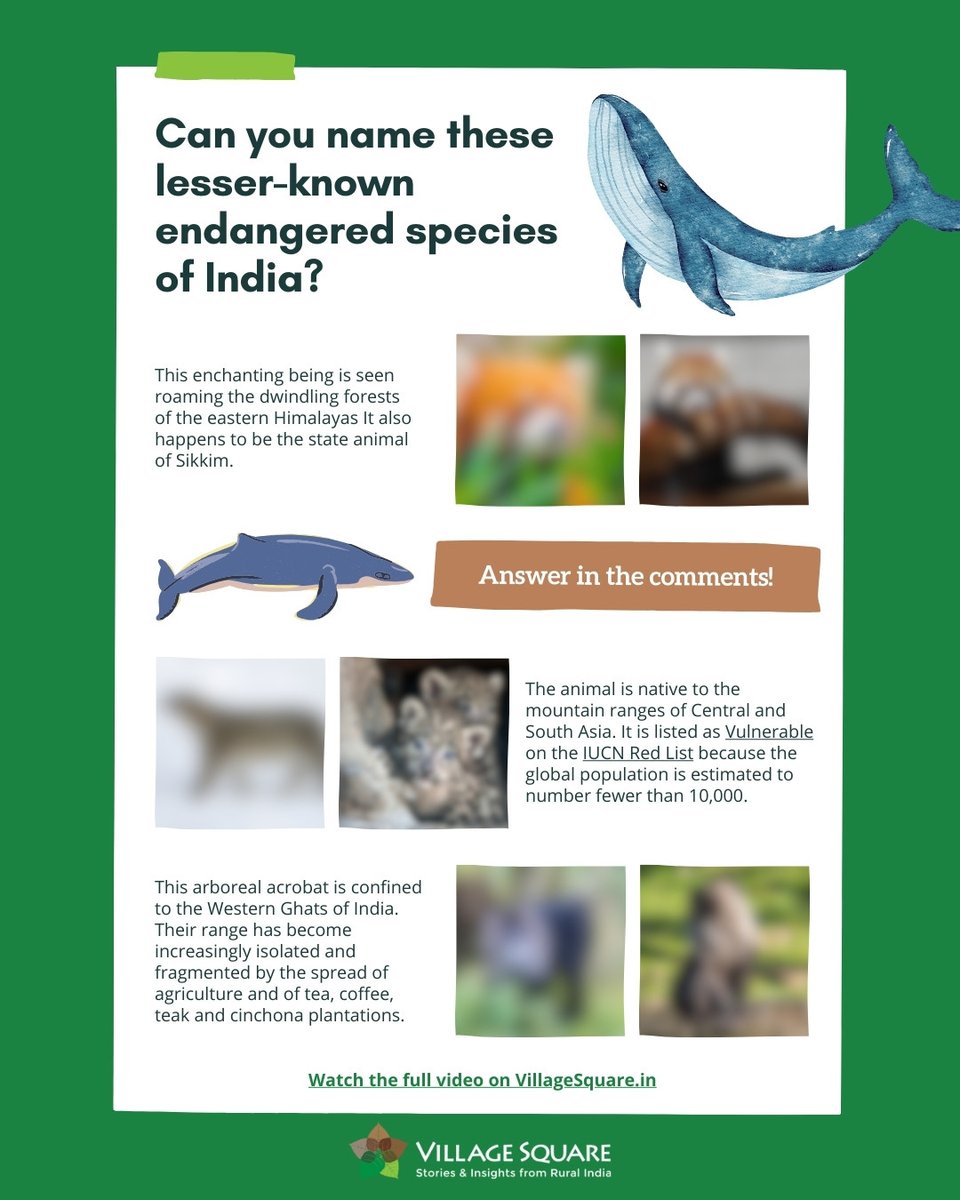 Test your wildlife knowledge! 🌿 Can you name these lesser-known endangered species of India? 🐾 Comment your guesses below and let's see who gets them all right! 👇 🔗 Explore more villagesquare.in/lesser-known-e… #EndangeredSpecies