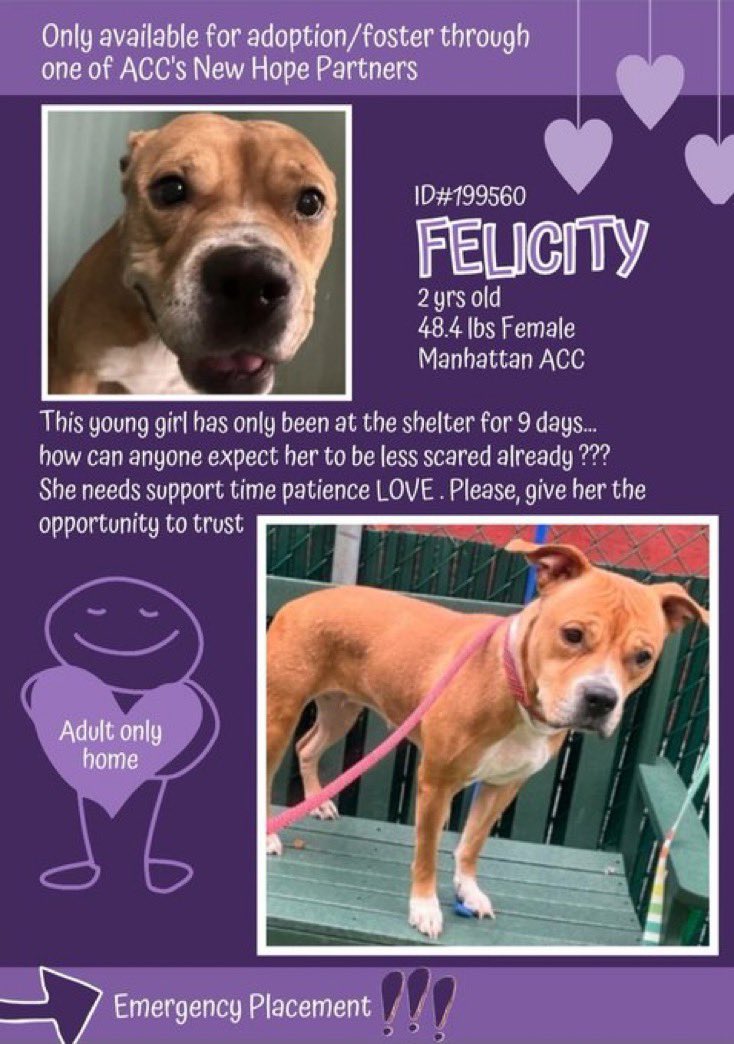 #RescueMe #FosterMe 🐶 Felicity 💜 #NYCACC 2yo 48lbs #StrayDog Intake. She’s new at the shelter but very scared 🥺 She needs a foster hero to help her feel safe & loved 🏡♥️ Can you foster?🙏🏽#FostersSaveLives 🛟 nycacc.app/browse/199560✨