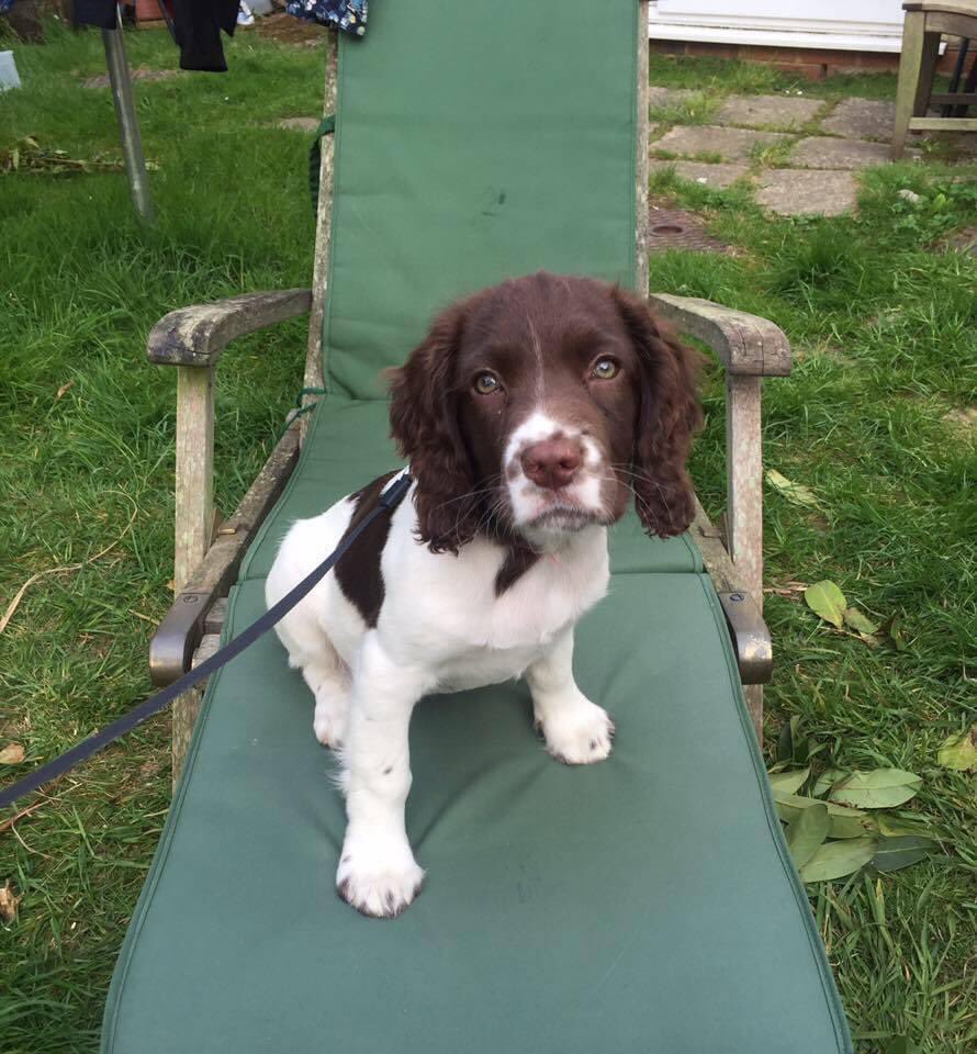 Dad said he just knew I had attitude when I was a pup 8 years ago  #dogsoftwitter #DogsOnTwitter #spaniels #SpanielHour