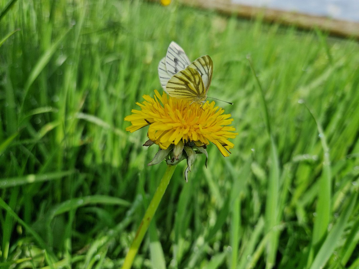 After yesterday's rain #lockopark was looking at its leafy freshest in the sun this AM - singing Reed Bunting, 2 Red Kite, Whitethroat (3), Skylark (3) & Nuthatch (3) the pick of a quiet bird day. Lots of lovely Green-veined Whites on the wing @Derbyshirebirds @savebutterflies