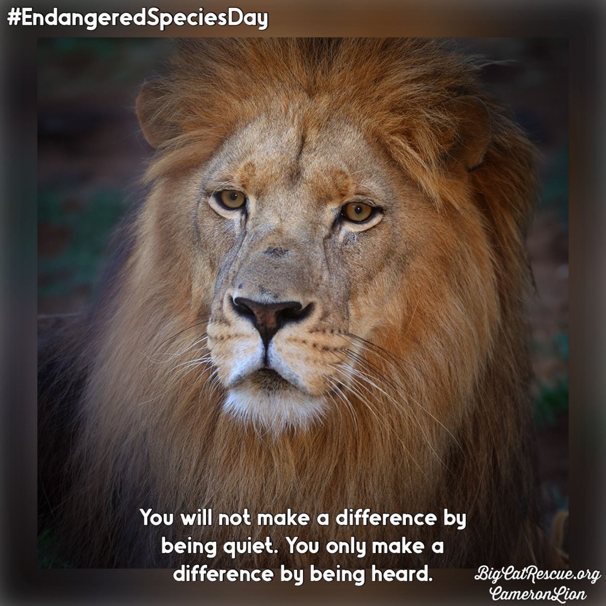 “You will not make a difference by being quiet. You only make a difference by being heard.”

#CameronLion #BigCatRescue #BigCats #Lions #MakeADifference #SpeakUp #Conservation #Wildlife #EndangeredSpeciesDay #SaveTheCats #SavingWildlife #CaroleBaskin