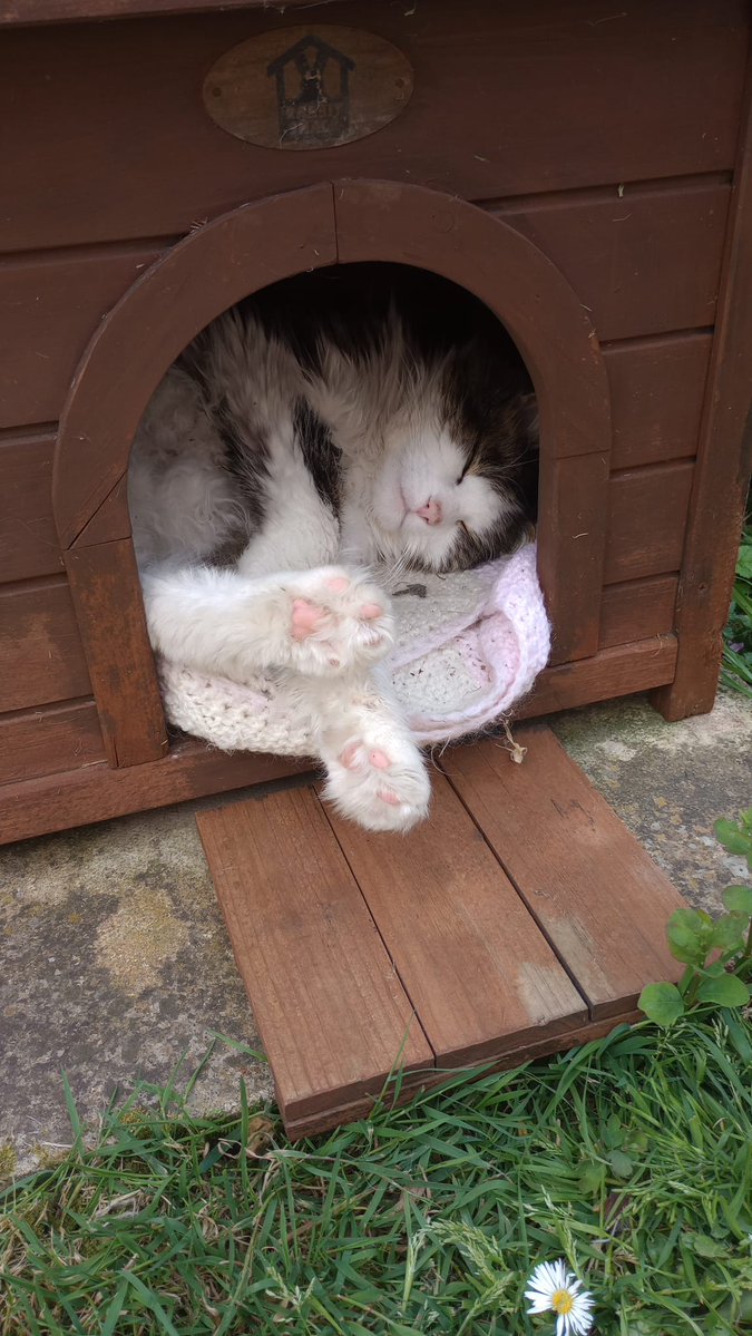 Susan's #CatOfTheDay is Rufus. Thank you @annscottpell for sharing this pic!