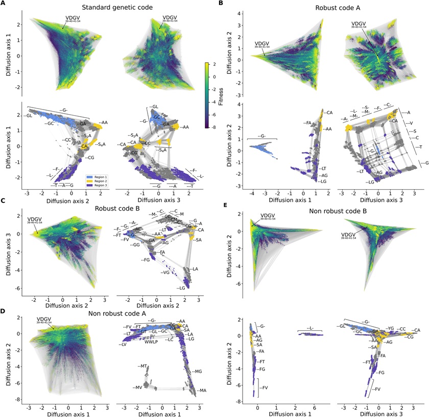 PLOSBiology's tweet image. The standard #GeneticCode is robust, but is robustness good/bad for #evolution? @joshualevipayne &co use experimental data to show that robust genetic codes enhance protein #evolvability by producing smooth adaptive landscapes with few peaks #PLOSBiology plos.io/4dXt85p