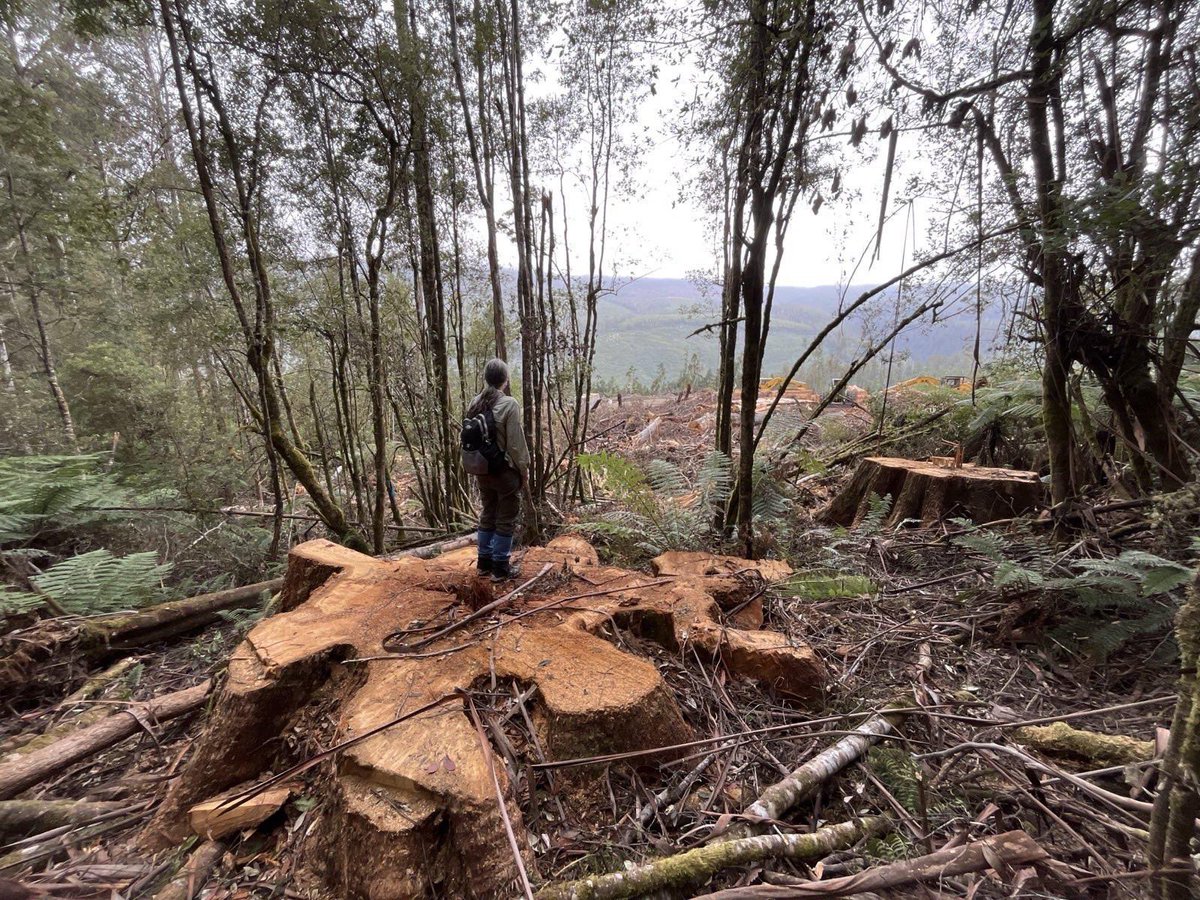 Destroyed ancient forests in Styx Valley of Giants where Ali Alishah, Bob Brown, Colette Harmsen & many others were arrested protesting against logging. Forests just 200m from world heritage area had never been logged before. Minister Eric Abetz on @abchobart was wrong. #politas