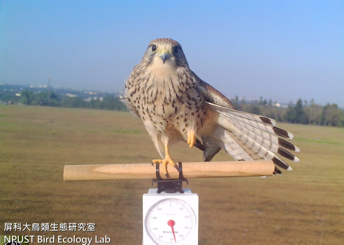 台湾の野鳥研究室「止まり木付きの測りを置いたら、野鳥の体重わかるんじゃない？置いてみよ」 野鳥「乗った」 研究室「めっっっっちゃ可愛い写真とれたから全世界見て!!!!!」 見て!!!!! Photo credit: 屏科大鳥類生態研究室 NPUST Bird Ecology La