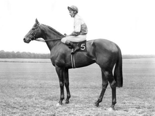 OTD 1969: 10 times Champion Trainer Henry Cecil sent out his first winner when Celestial Cloud (Bill O'Gorman) won the Newby Amateur Riders Stakes @RiponRaces. 7 weeks on Henry gained his first major success when Wolver Hollow (Lester) won Eclipse Stakes.🏇#Legend #RacingMemories