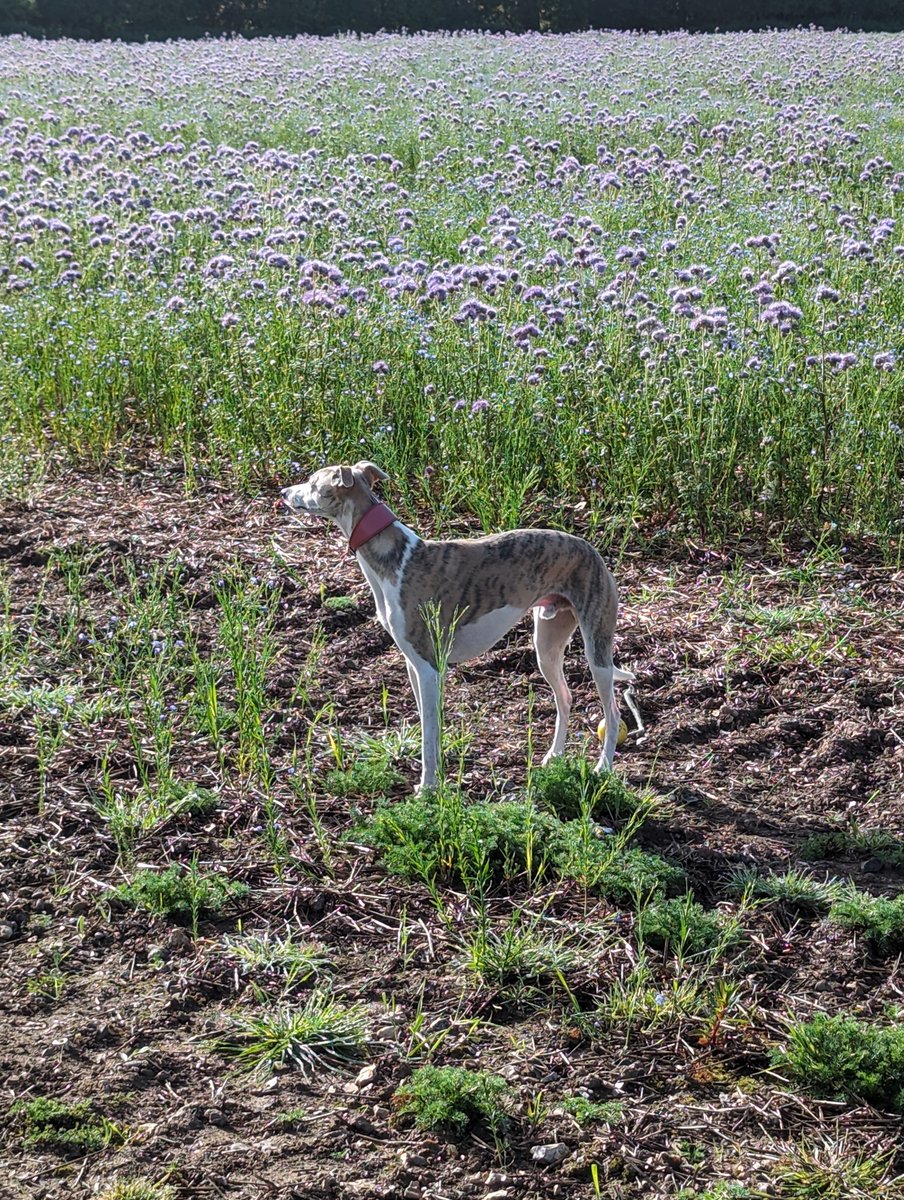 Unconfirmed cuckoo sighting! Was calling from one side of the field, then a small bird-of-prey-ish looking thing flew across amongst the swifts from one side to the other, and the call moved with it (but not in flight). Whippet not convinced.