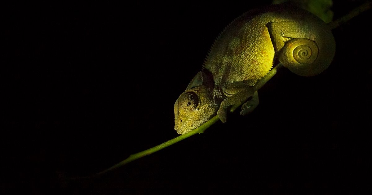 Building a shared future for all life requires putting #IndigenousPeoples front & center 🌏🌳 Following #BiodiversityDay, learn how communities in #Madagascar are using traditional governance to protect natural resources: ow.ly/nscT50Rx0lu