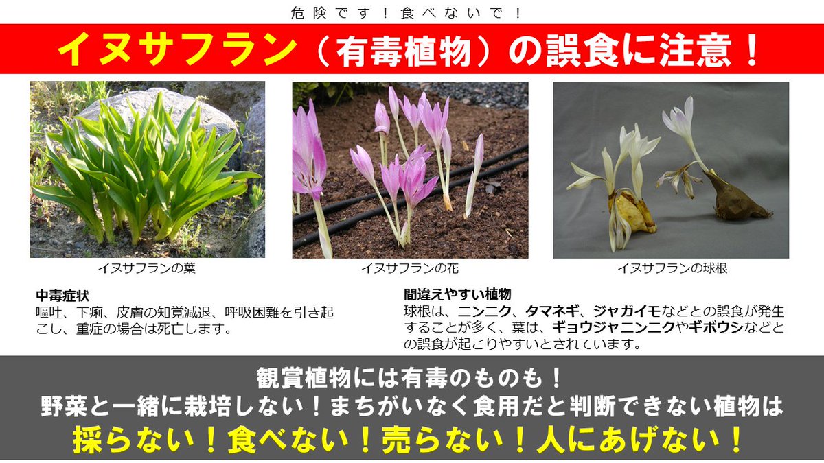 【ご注意を！#有毒植物】
#イヌサフラン を誤って食べたことによる #食中毒 で、死者が出ています！

花壇、家庭菜園で野菜と観賞植物を同じ場所で栽培するのは止めましょう！有毒植物を子どもや認知症・認知機能の低下している方の手の届くところや台所に置かないように！

mhlw.go.jp/stf/seisakunit…