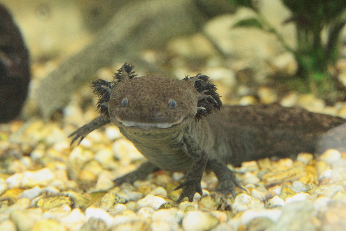 #animalistrani: l'#axolotl, la #salamandra che ride e che non diventerà mai grande. Dove vive, cosa mangia e altre curiosità #acquario #ambiente #anfibi #animali #natura #zetatiellemagazine zetatielle.com/?p=172866