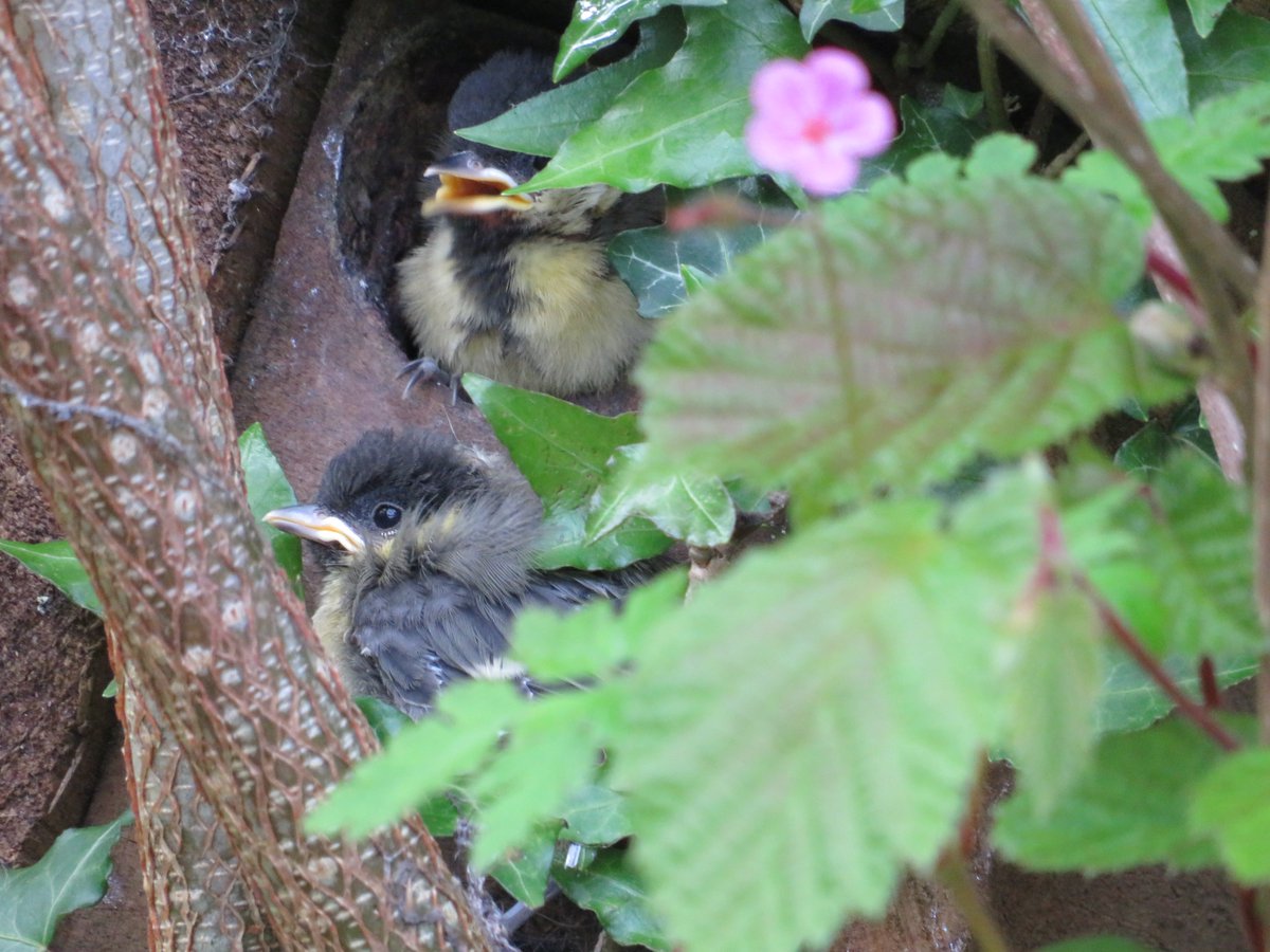 It's another garden fledging day... This time it's the Great Tits in the stump box that are beginning the next chapter... If you have the space, having a birdbox of any kind can bring you so much. Good for the #birds & good for you! @Kate_Bradbury #gardenwildlife #wildlife