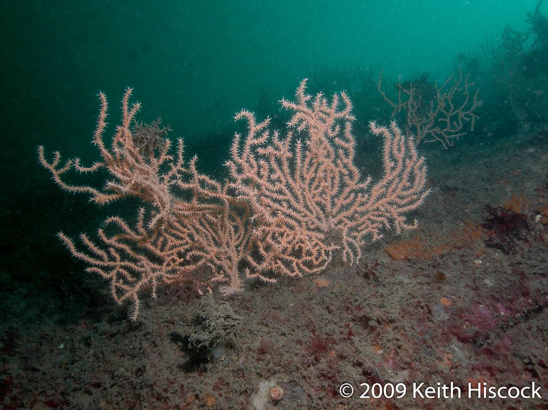 #EndangeredSpeciesDay emphasises the importance of monitoring populations like the pink sea fan, classified as vulnerable on the @IUCNRedList due to damage from trawling and scallop dredging. #Conservation efforts rely heavily on collecting accurate #Data! #MarineBiodiversity