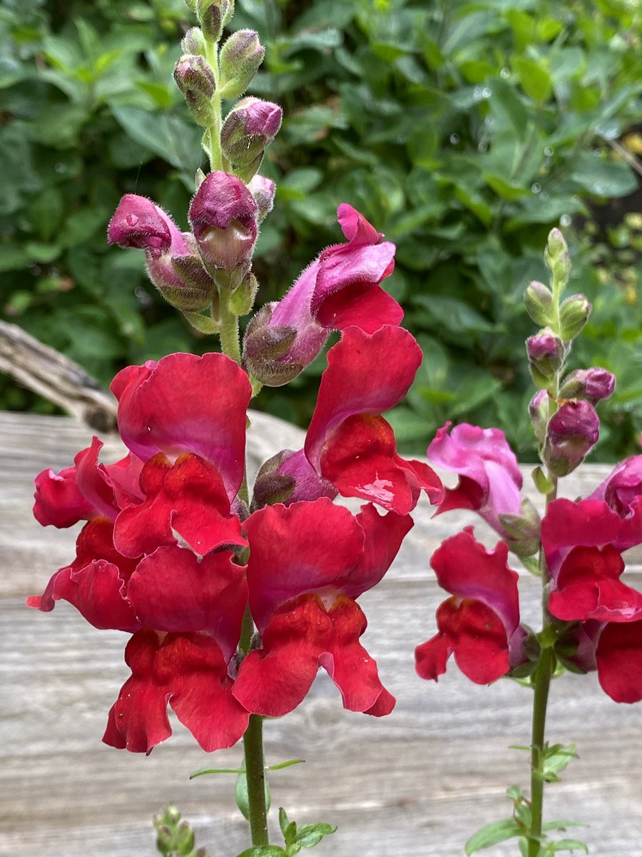 In the garden / Im Garten 2024/49 Antirrhinum majus Snapdragon / Löwenmaul