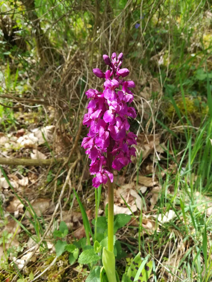 Une belle orchis sauvage !