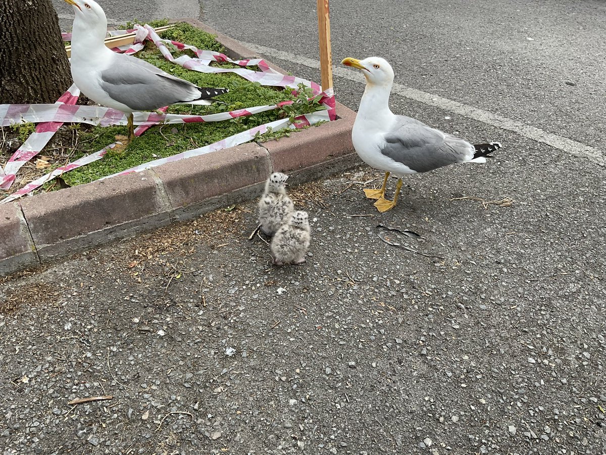 Okuldaki martı yavruları #hangitür