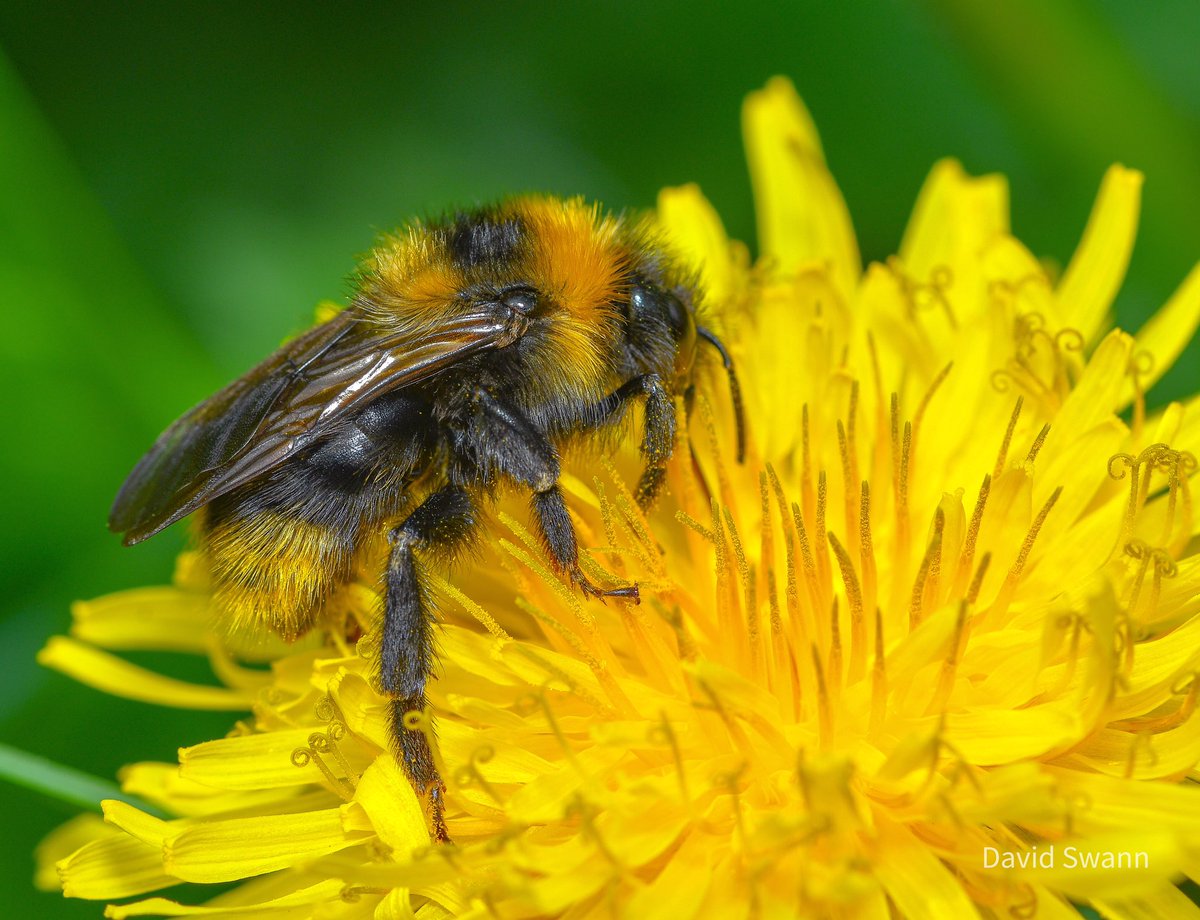 Bumblebee. @Natures_Voice @NorthYorkMoors @YorksWildlife @WoodlandTrust @Buzz_dont_tweet @BumblebeeTrust