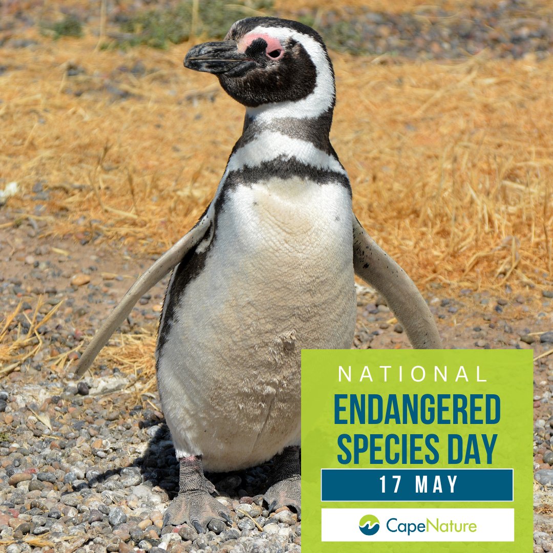 👉 #EndangeredSpeciesDay. The African penguin face the threat of extinction due to habitat loss, overfishing, oil pollution and climate change. 🌍

Let's commit to protecting them 🐧  

#CapeNature
#SaveThePenguins
#Conservation
#WildlifeProtection