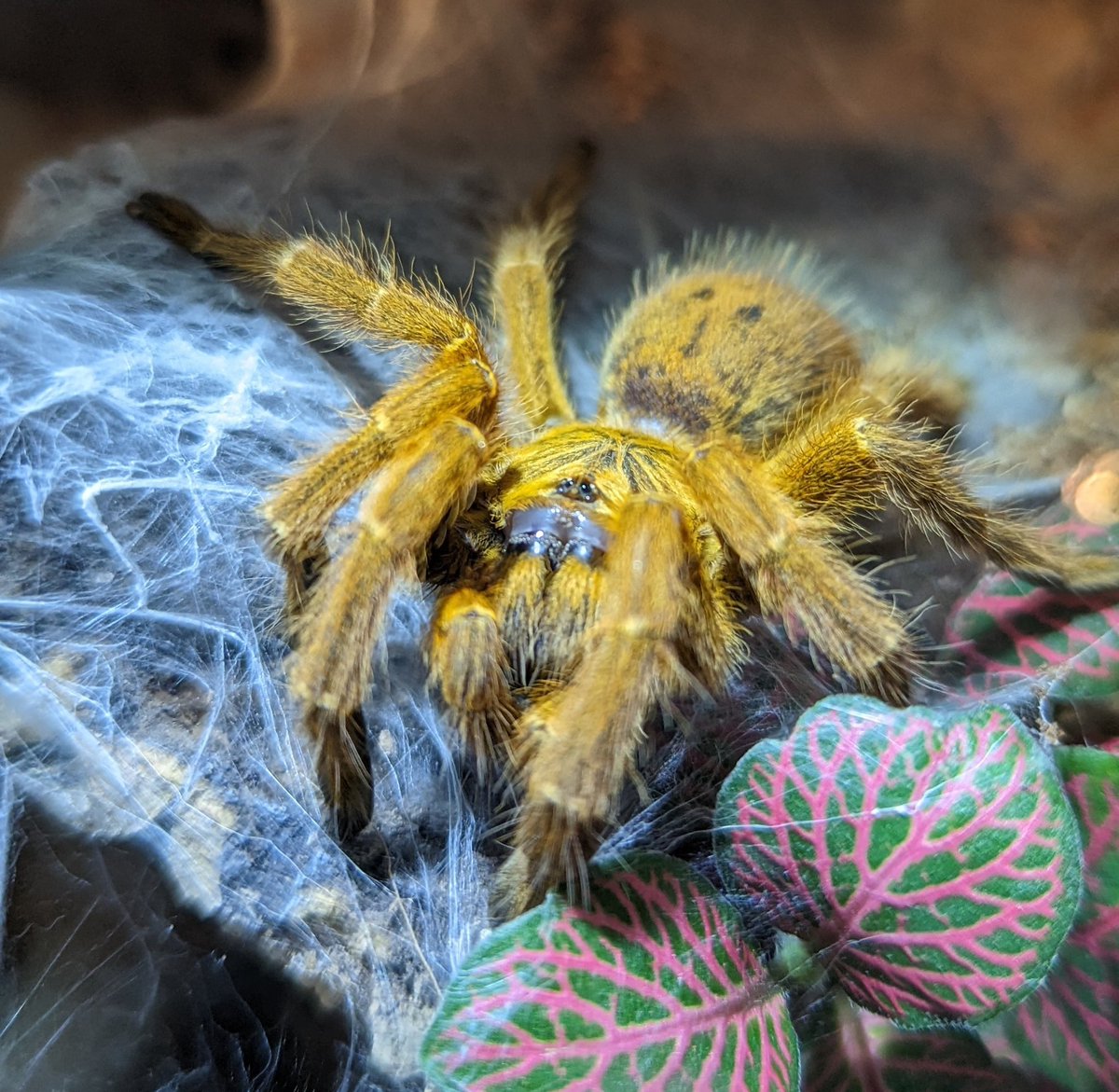 My OBT has been getting old and wrinkly, his Hair is falling out, he's slow and can't get a grip on the walls. Sometimes he needs help drinking. We're all the same when we get old. Here's some old pics of him in his prime, always chilling in his web. And a current one. ❤️