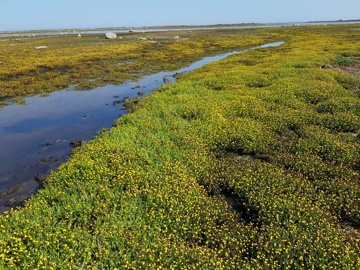 New preprint: Invasive Cotula coronopifolia (Asteraceae) is halo-tolerant and readily dispersed by waterbird #endozoochory @BSBIbotany @PhD_EBD @sibecol @BESInvasionSci @_AEET_ @CoDisperse @RSPBScience @ebdonana @Invasivesnet @InvasiveAliens @RJBOTANICO preprints.org/manuscript/202…