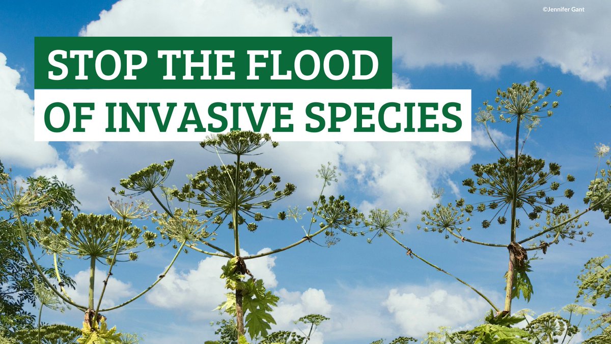 Invasive species smother waterways, outcompete native wildlife, damage homes & even harm people🚨 Climate change & flooding boost the spread of nature invaders Read on why we need more local and national resources to tackle #InvasiveSpecies👇 wcl.org.uk/invasive-non-n… #INNSWeek