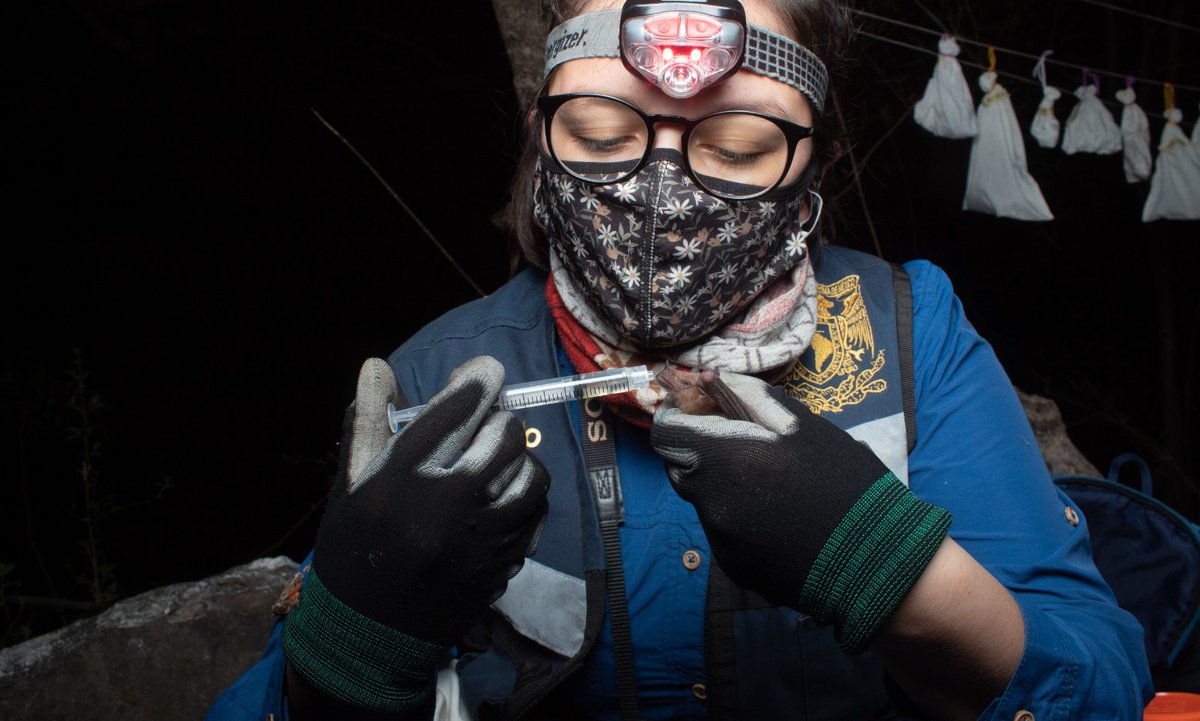Recentment la nostra @CarolSierraD ha estat entrevistada per @NatGeo, on ha parlat de la seva feina amb #ratpanats i arròs a Mèxic. Ara, continuarà la seva feina al nostre grup de recerca. Enhorabona! 🦇🌾 Info: nationalgeographic.com/animals/articl…