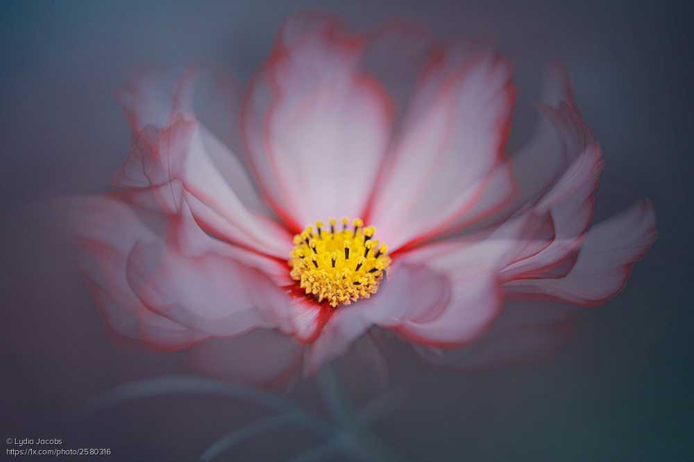 'Misty Cosmos' by Lydia Jacobs 1x.com/photo/2580316/… #flowers #floral #cosmos #misty #pink