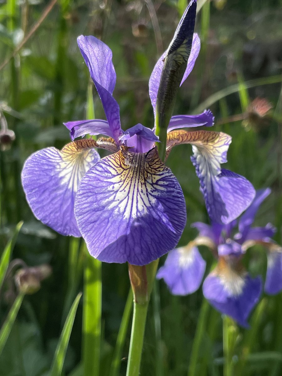 Our garden Irises at their best just now