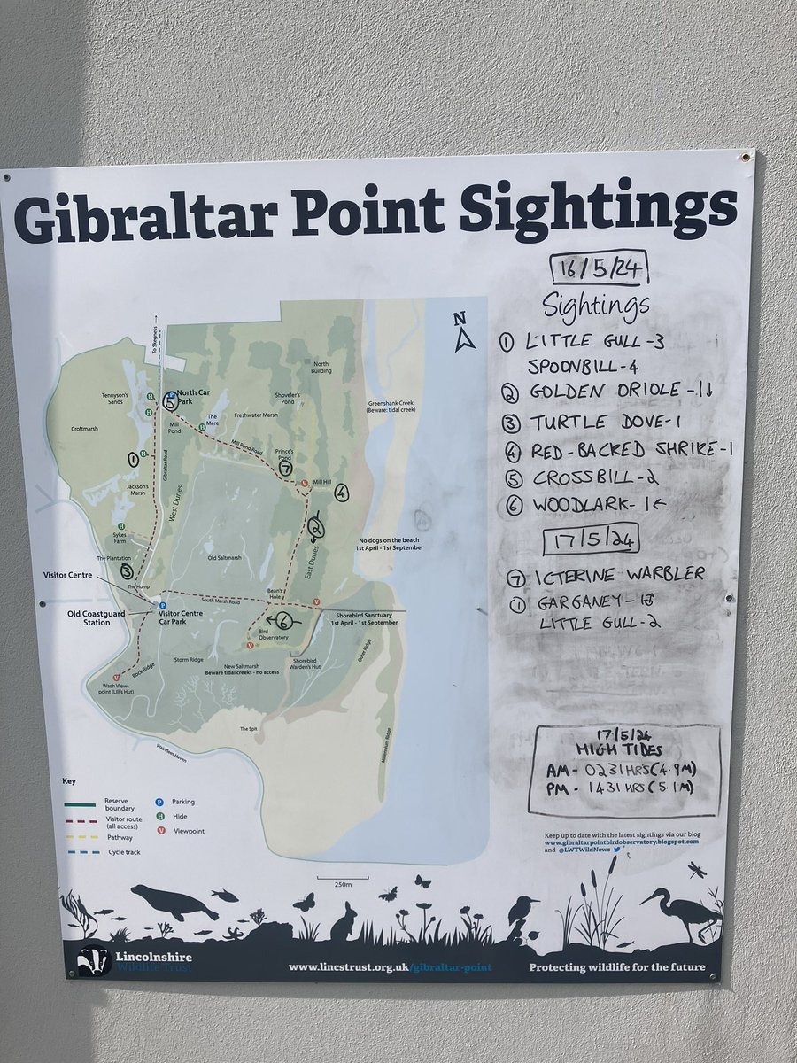 Gibraltar Point sightings yesterday and a few bits from this morning. Singing Icterine Warbler new-in this morning just before Mill Hill and a drake Garganey from Harvey’s Hide @Lincsbirding