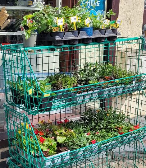 Mwy o blanhigion newydd gyrraedd o'r feithrinfa! 
Bydd mwy o blanhigion tomatos yma Dydd Sadwrn.
🌱  Siop Eifion Stores #AnturStiniog  🌼
More plants have just arrived from the nursery! More tomato plants will be here on Saturday.
#PrynuLleol #MwyNaDimOndBeics #yagym