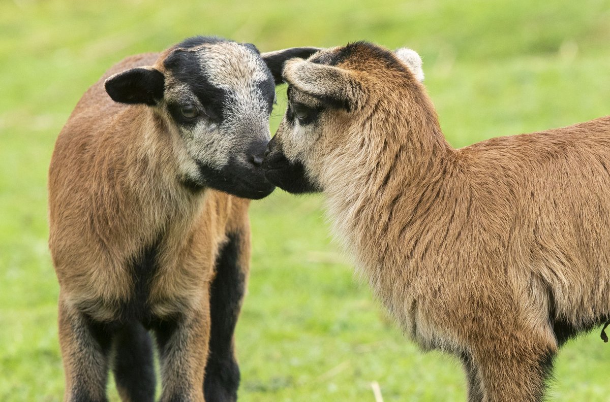 Two Cameroon lambs, some of the rarest sheep in the world, are born at Hillview Animal Park, Clackmannanshire. I'm told the two wee boys were giving each other piggy back rides 🫣😆 @SWNS