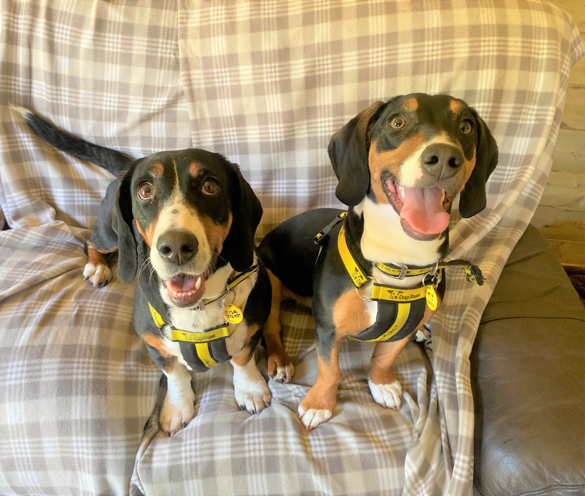 Mother and son Basset Hound cross' Dasher and Posie👯are looking for their forever home together💛⁣

They love to snuggle and play!🥰
⁣
To adopt this loving duo🐾you can favourite them on your Apply to Adopt Application! 
⁣
bit.ly/3oz2qKV
⁣
#AdoptDontShop
@DogsTrust